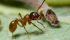 Все про муравьев Жизнь муравья для детей